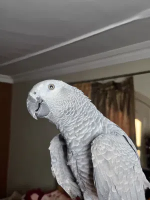 ببغاء زنجباري