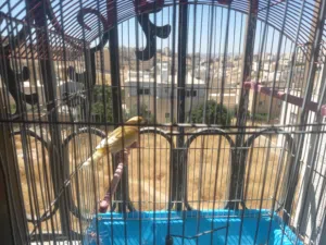 كنار للبيع