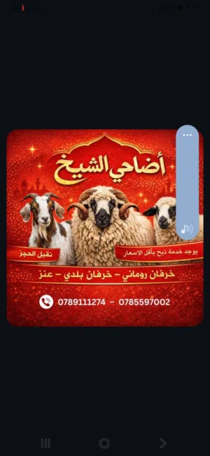 اضاحي الشيخ تابعوانا على الأنستا و كمان  11 يوم سيتم فتح بث مباشر موقعنا الزرقاء مقابل صيدلية مسلم