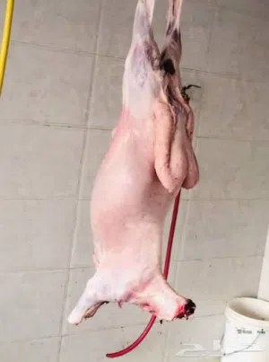 لحام وجزار متنقل  لذبح جميع انواع المواشي