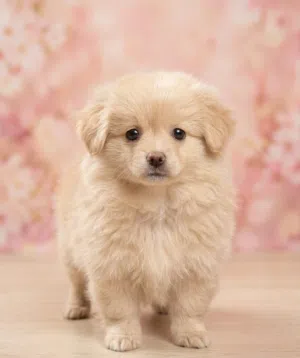 جرو بوميرينيان للبيع