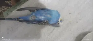 مطلوب مستعجل عصفور نفس الي بالصوره