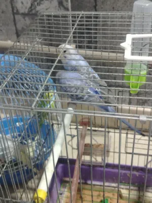 فرصه  كوبيه عصافير البادجي لالوان مميزه