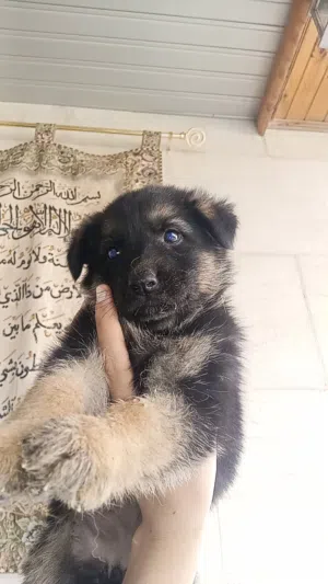 انثى جيرمن شيبرد بلاك ماسك