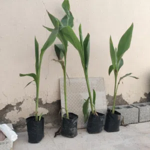 شتلات  زينه