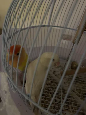 طيور روز للبيع