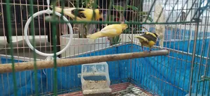 ‏طيور‏1
