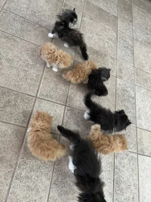 Persian /exotic kittens for sale