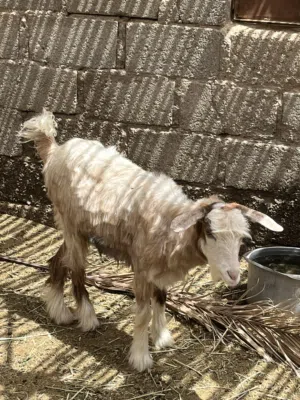 شاه للبيع ...
