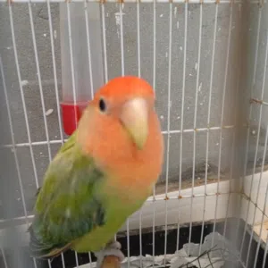 السلام عليكم بركديلو مروض اقرا الوصف