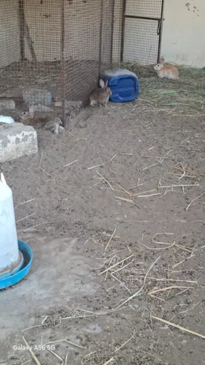 ذكر للبيع لعمر سنه تقريبن