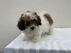 شيتزو شهرين shihtzu 2 months