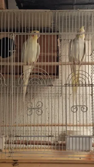 جوزين كوكتيل لاتيني وحبشي