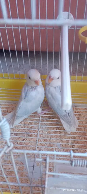 فراخ روز أقرا التفاصيل لوسمحت