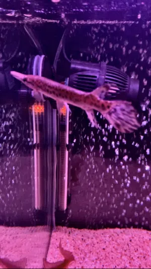 Spotted Gar Fish