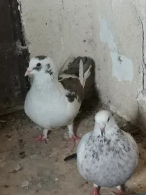 حمام فرنسي نخب للبدل