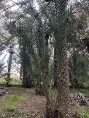 فسائل بونارنجة حجم ممتاز