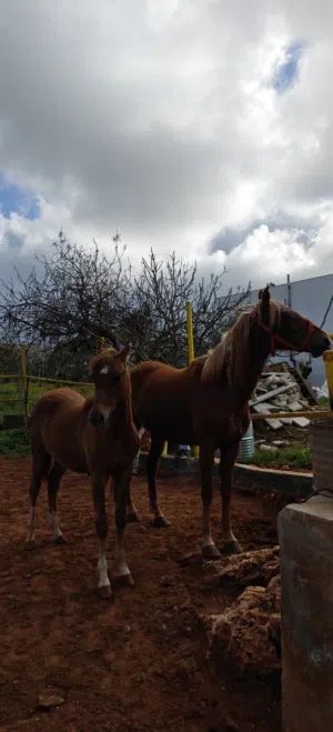 فرس عشار وراها مهره