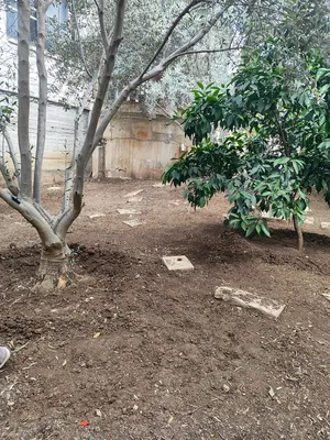 ‏المنزل والحديقة أخرى‏2