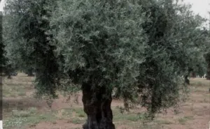 ارض للبيع اربد