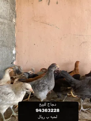 دجاج عماني للبيع