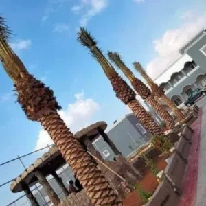 نخيل مثمر من مزارع الكرامه