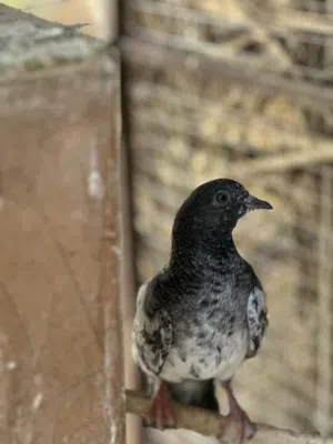 حمام باقستانيات تطير في ارتفاع عالي