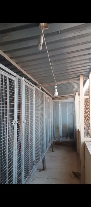 هنجر بركس مع اقفاص قفاص للكلاب ويصلح لجميع الطيور الحيوانات