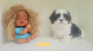 shihtzu peur شيتزو ييور