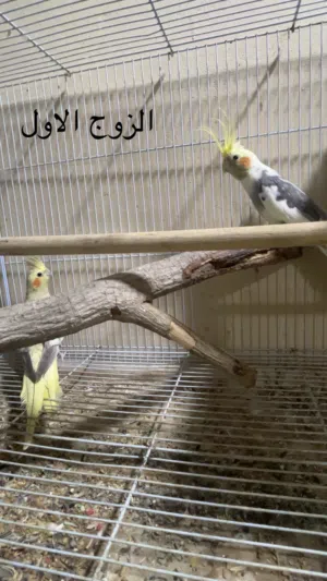 زوج روز جاهز للانتاج