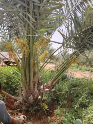نخل نخيل فسايل فروخ جثايث صقعي مجدول عنبره عجواه برحي سكري يتوفر