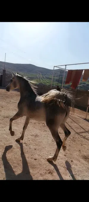 ما شاء الله مهره عربي مسجله العمر ثلاث سنوات تواصل الوتساب. موجوده في الزرقاء