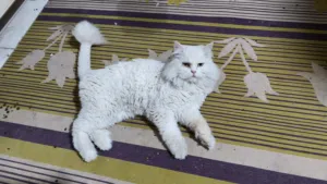 قط شيرازي أصلي للبيع