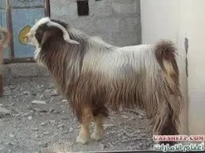مطلوب معزه معشير ثنايا