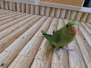 متوه دره اخضر الصحه جيده