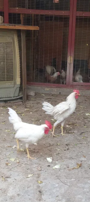 ديجين عرب لون ابيض تواصل واتساب