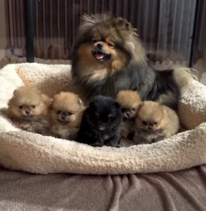 للحجز بوميرانيان ت cup (Teacup Pomeranian) أو بوميرانيان فنجان الشاي. عبارة ميني ميني