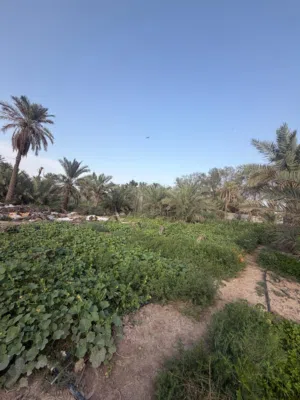 يوجد قطع مساحه 500 متر وقف سني اصولي مسجل العنوان ابي الخصيب الروميه السعر 40 مليون القطعه الواحده ق