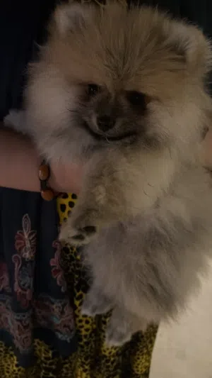 Pomeranian teacup small size