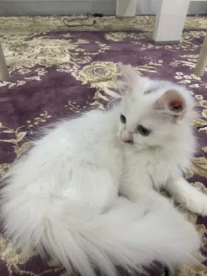 قط للبيع .