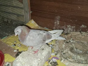 السلام عليكم نثيه دخانيه لواته كلش حلوه