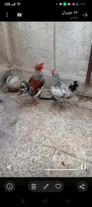 ديج ودجاجه