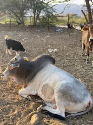 يوجد ثيران عمانيات