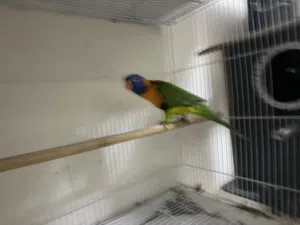 red color Lori keet breeding pair