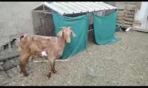 ماعز لي البيع