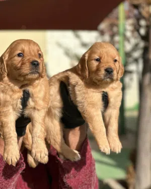 جولدن Golden retriever