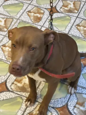 جراء بيتبول للبيع