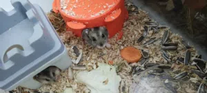 6 hamsters