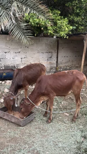 للبيع عجل مطعوم وسمين ماشاءالله وشوير وعمره سنه و 5 شهور الي يدور زين
