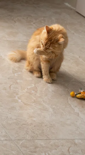 قطه شيرازية لون جميل